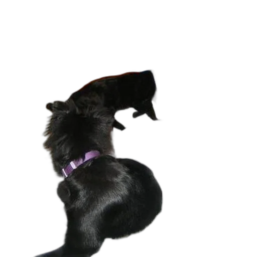 animal, staff, creature, hat transparent PNG cut-out