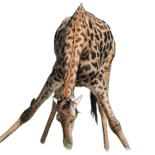 animal, staff, creature, weapon transparent PNG cut-out