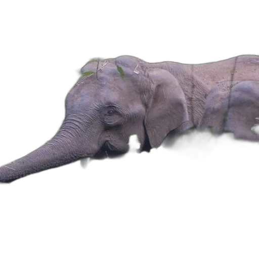 animal, creature, dragon, staff transparent PNG cut-out