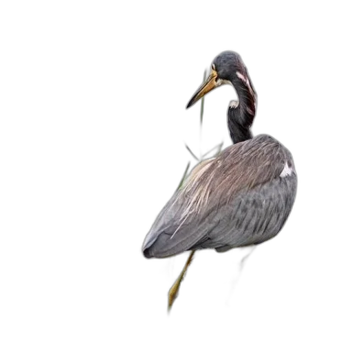 animal, creature, staff, hair transparent PNG cut-out