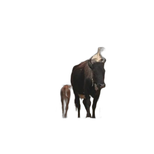 animal, creature, hat, crown transparent PNG cut-out