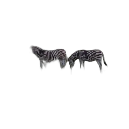furniture, animal, hair, creature transparent PNG cut-out