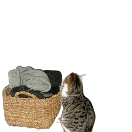 jacket, hat, animal, shoes transparent PNG cut-out