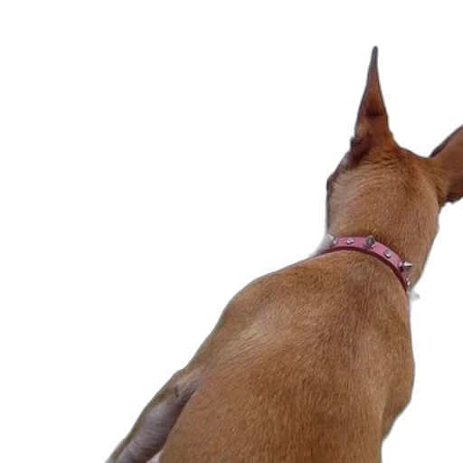staff, two, dogs, play transparent PNG cut-out