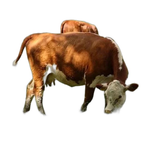 animal, food, creature, weapon transparent PNG cut-out