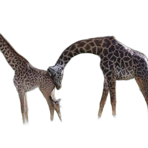 animal, creature, dragon, weapon transparent PNG cut-out