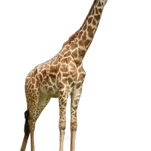 animal, creature, staff, hat transparent PNG cut-out