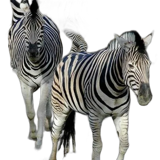 animal, creature, jewelry, 3d render transparent PNG cut-out