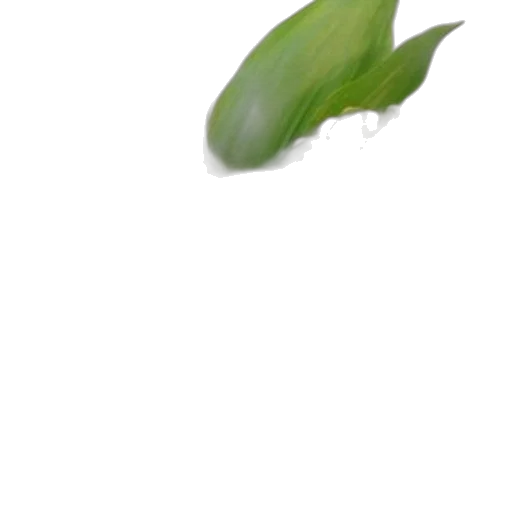 flower, dragon, food, weapon transparent PNG cut-out