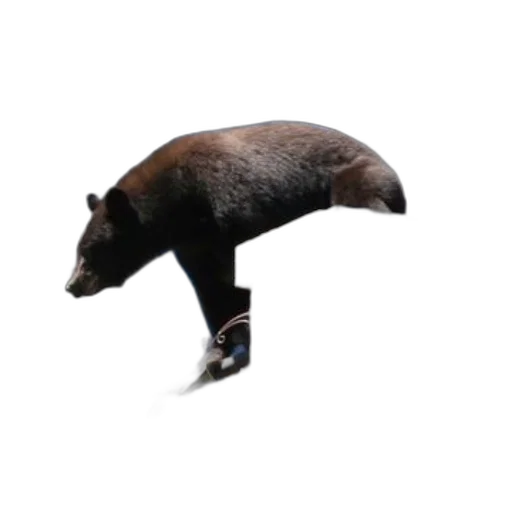 animal, creature, staff, hat transparent PNG cut-out