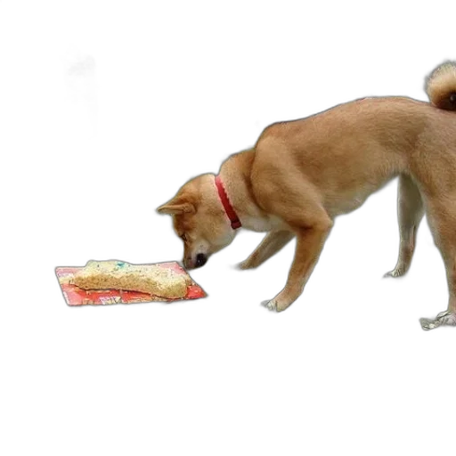 food, animal, 3d render, concept art transparent PNG cut-out