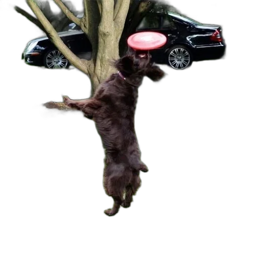 staff, tree, animal, creature transparent PNG cut-out