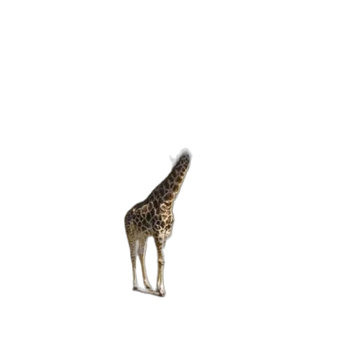 animal, creature, hat, staff transparent PNG cut-out