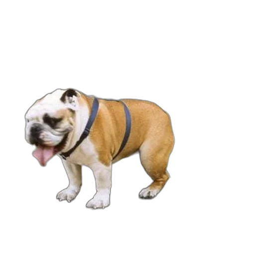 animal, creature, staff, face transparent PNG cut-out