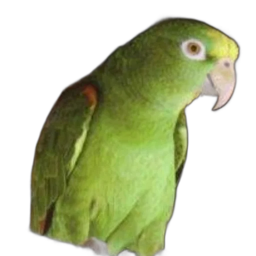 animal, creature, face, staff transparent PNG cut-out