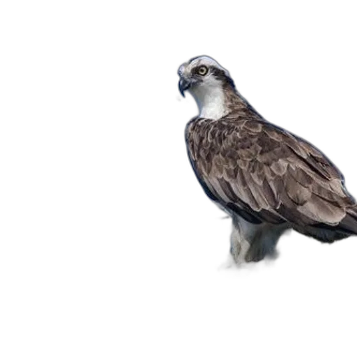 animal, jacket, creature, staff transparent PNG cut-out