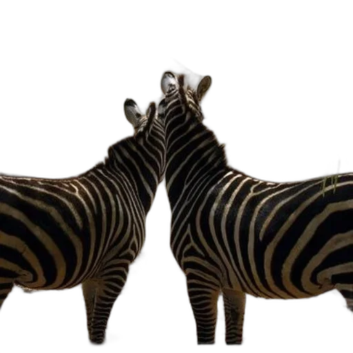 shoes, animal, furniture, jewelry transparent PNG cut-out