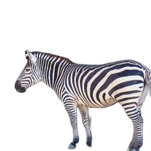 animal, creature, staff, furniture transparent PNG cut-out