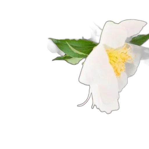 flower, crown, staff, weapon transparent PNG cut-out