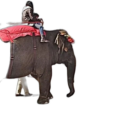 animal, staff, hat, 3d render transparent PNG cut-out