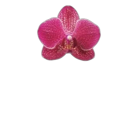 flower, jewelry, crown, hat transparent PNG cut-out