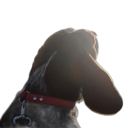 staff, animal, face, creature transparent PNG cut-out