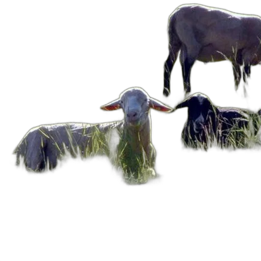 animal, creature, hair, mask transparent PNG cut-out
