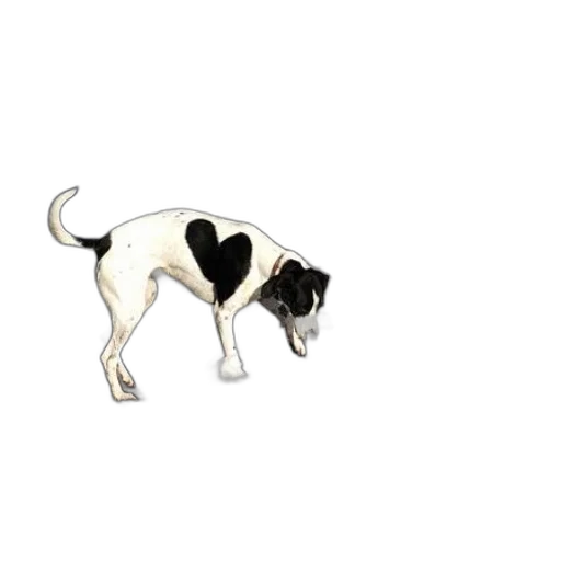 animal, staff, creature, photorealistic transparent PNG cut-out