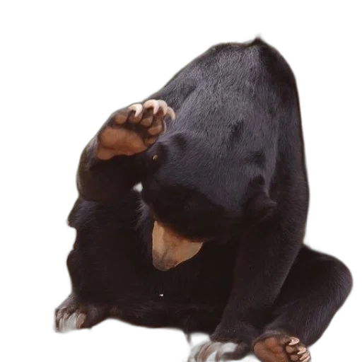 animal, mask, creature, jacket transparent PNG cut-out