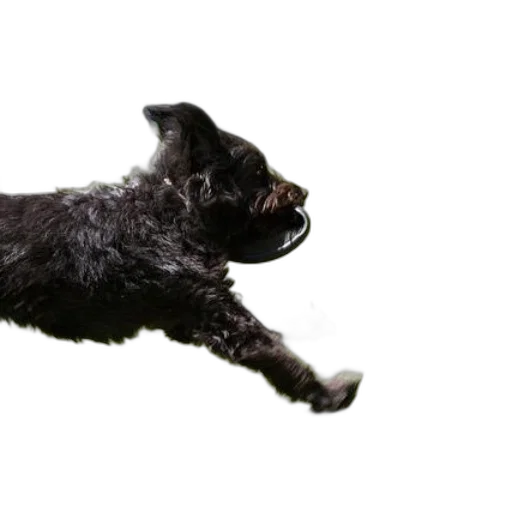 animal, staff, creature, hair transparent PNG cut-out