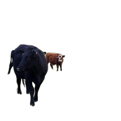 animal, creature, food, furniture transparent PNG cut-out