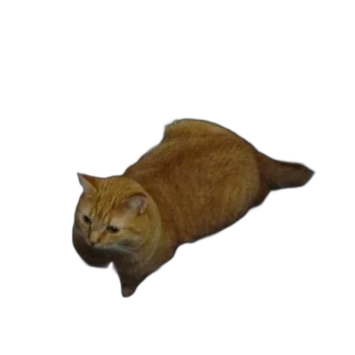 animal, creature, food, staff transparent PNG cut-out