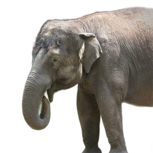 animal, creature, staff, photorealistic transparent PNG cut-out
