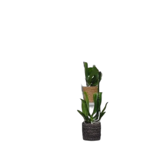 flower, staff, creature, crown transparent PNG cut-out