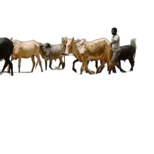 animal, jewelry, staff, furniture transparent PNG cut-out