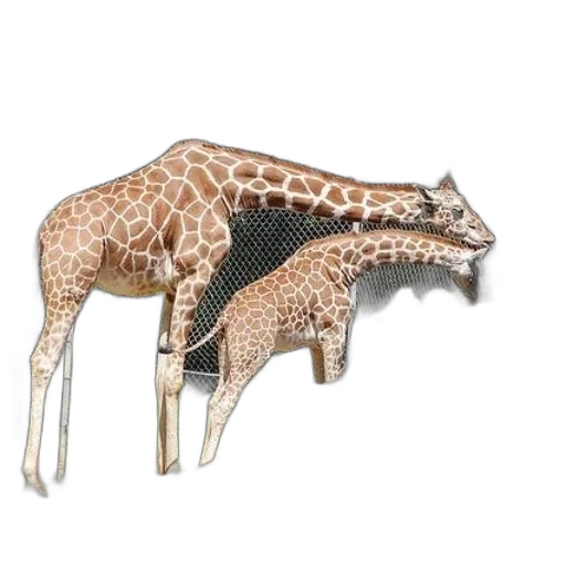 animal, creature, jewelry, furniture transparent PNG cut-out