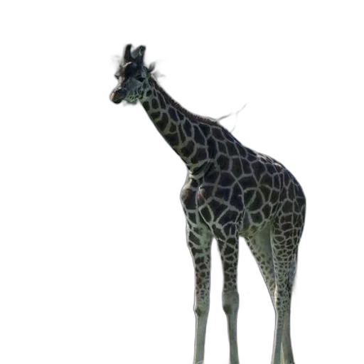 animal, creature, staff, hat transparent PNG cut-out