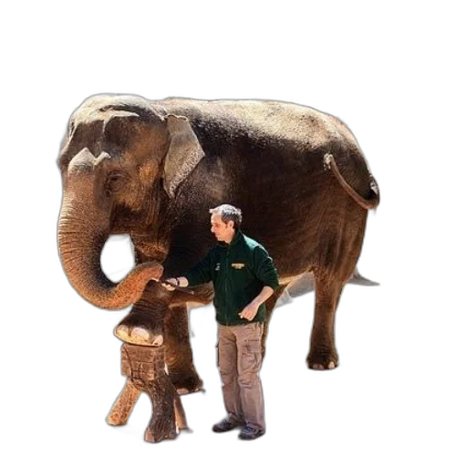 animal, staff, creature, weapon transparent PNG cut-out