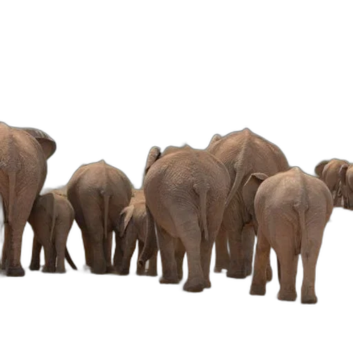 animal, concept art, 3d render, herd transparent PNG cut-out