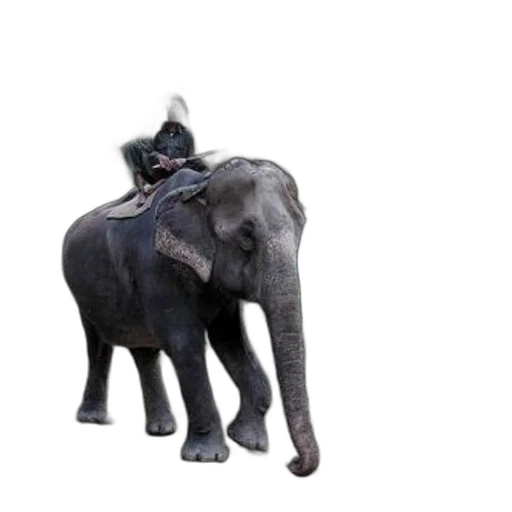 animal, hat, creature, staff transparent PNG cut-out