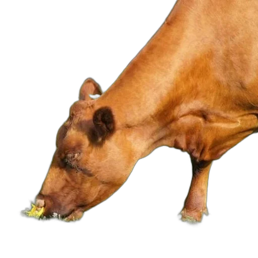 food, animal, shoes, creature transparent PNG cut-out