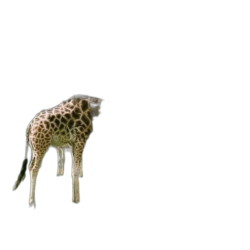 animal, creature, crown, furniture transparent PNG cut-out
