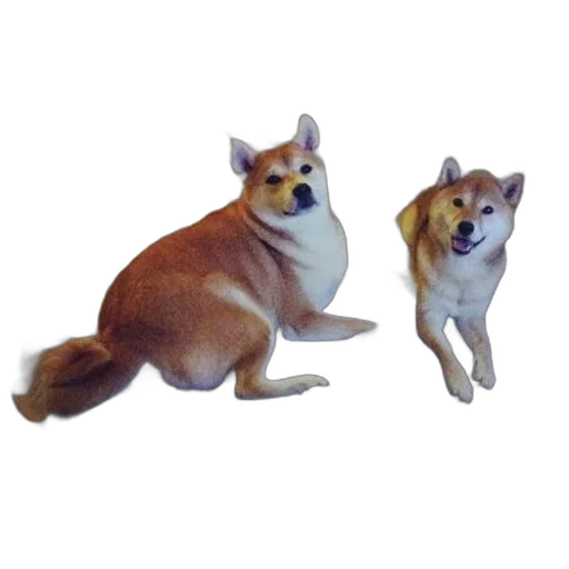animal, creature, food, furniture transparent PNG cut-out