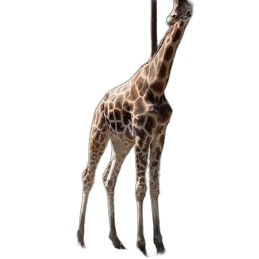 animal, creature, staff, weapon transparent PNG cut-out