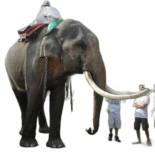 animal, staff, hat, creature transparent PNG cut-out