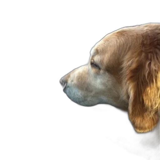 animal, photorealistic, watercolor, concept art transparent PNG cut-out