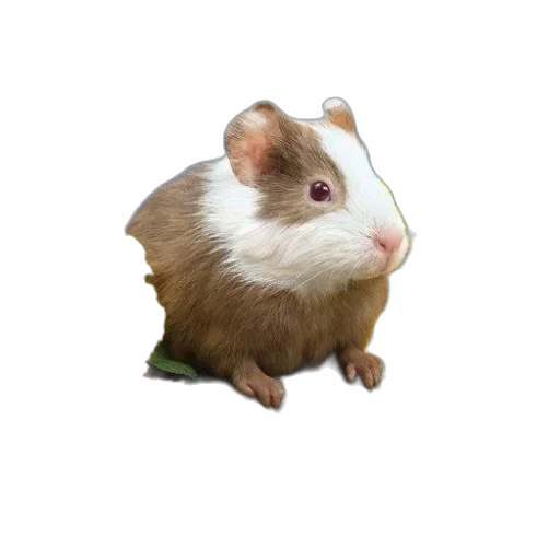 animal, creature, hat, food transparent PNG cut-out