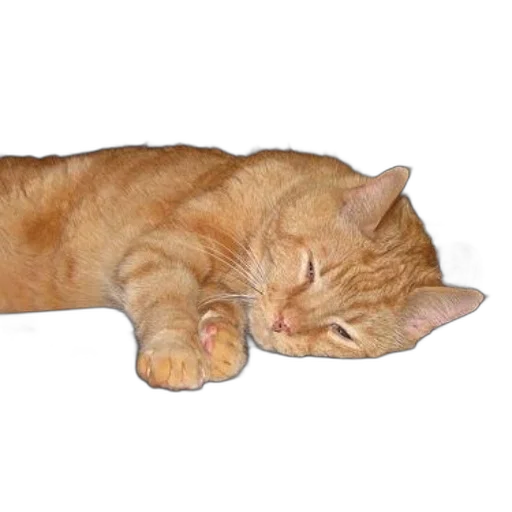 staff, animal, creature, jewelry transparent PNG cut-out