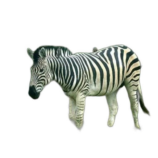animal, creature, staff, furniture transparent PNG cut-out
