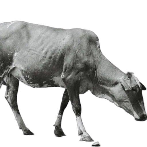 animal, creature, food, staff transparent PNG cut-out